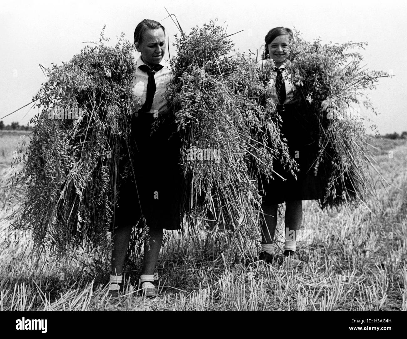 BDM-Mädchen während der Getreideernte, 1939 Stockfoto