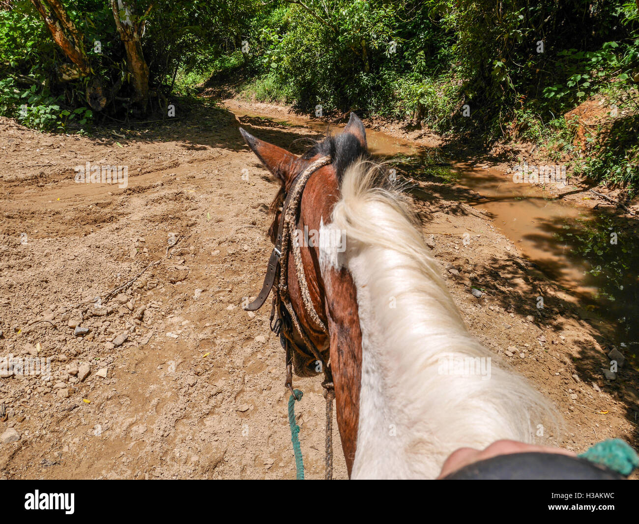 Pferde und Reiten in Tabak und Kaffee-Plantagen in Kuba. Gruppe von Touristen erfreuen sich Führungen an interessanten Orten Stockfoto