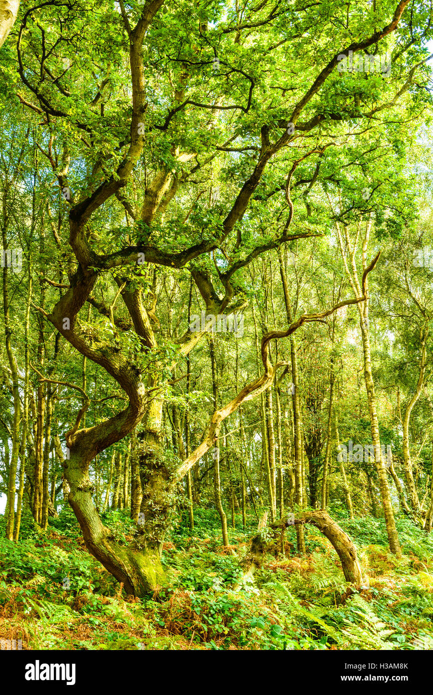 Bloße Sands Holz Natur Reserve von Lancashire Wildlife Trust in der Nähe von Rufford in West Lancashire England UK Stockfoto