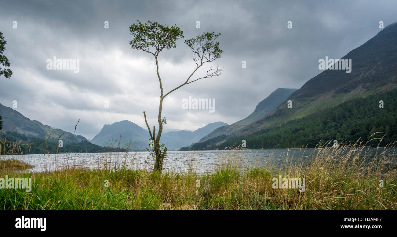 Ein einsamer Baum am Ufer des Wassers im Lake District, mit einem stürmischen Himmel Buttermere Stockfoto