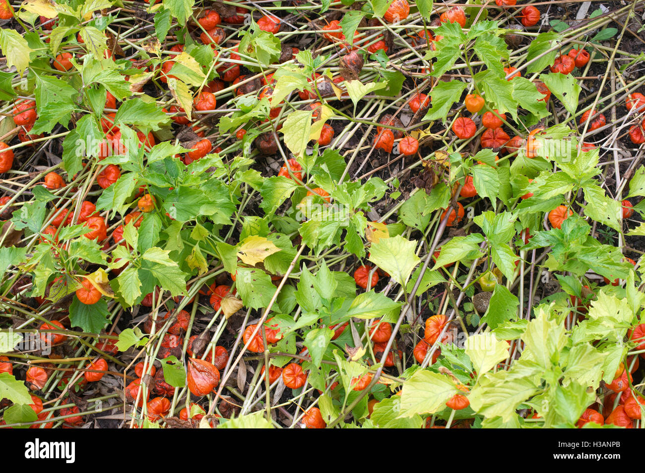 Physalis Alkekengi, chinesische Laterne Pflanze im Herbst Stockfoto