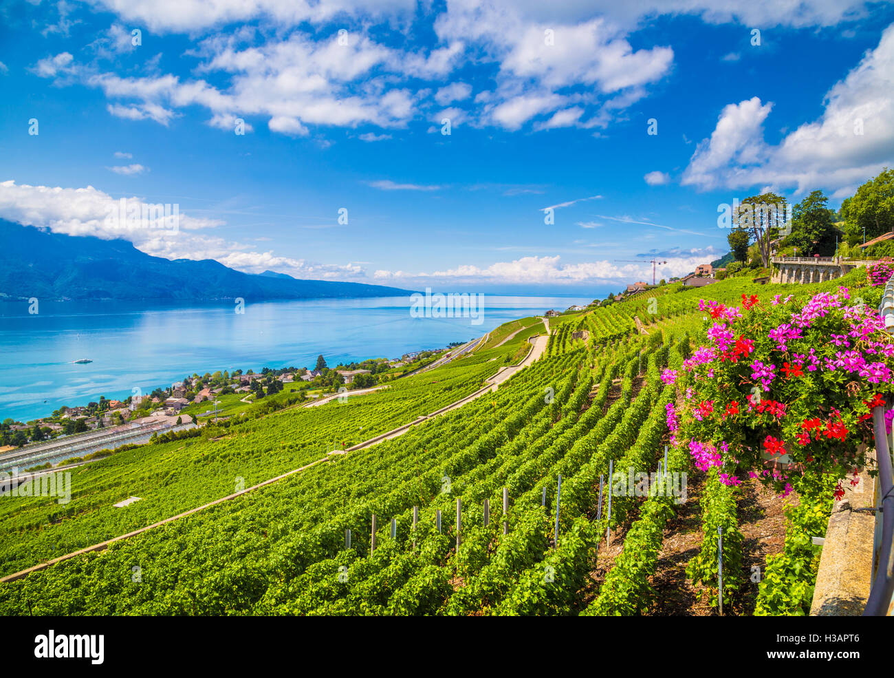 Weinbergterrassen am Genfersee im berühmten Lavaux Weinregion, ein UNESCO-Weltkulturerbe seit 2007, Kanton Waadt, Schweiz Stockfoto