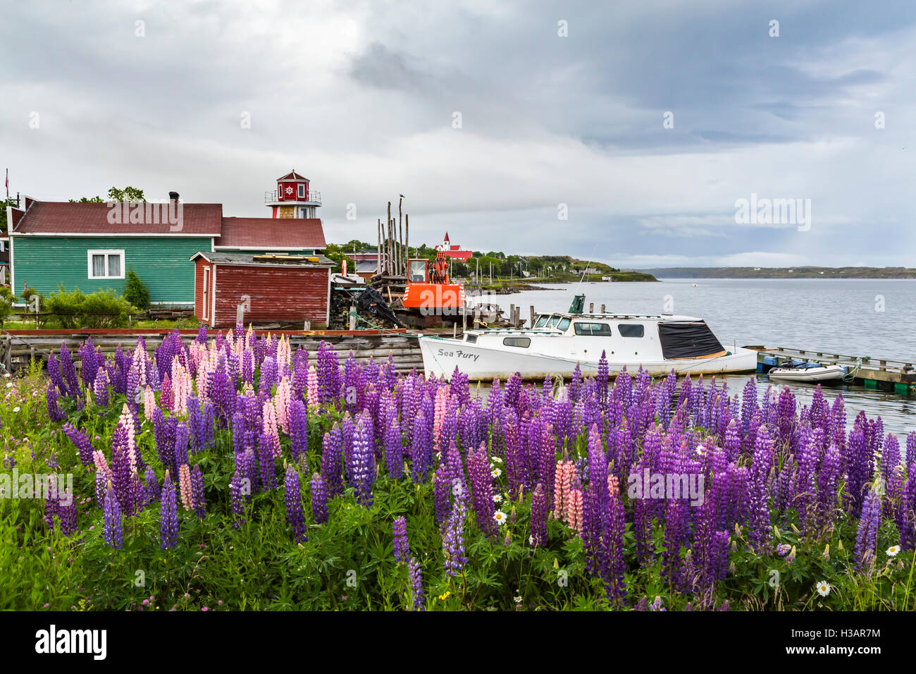 Angeln, Bühnen und Boot mit Lupinen an Spaniers Bay, Neufundland und Labrador, Kanada. Stockfoto