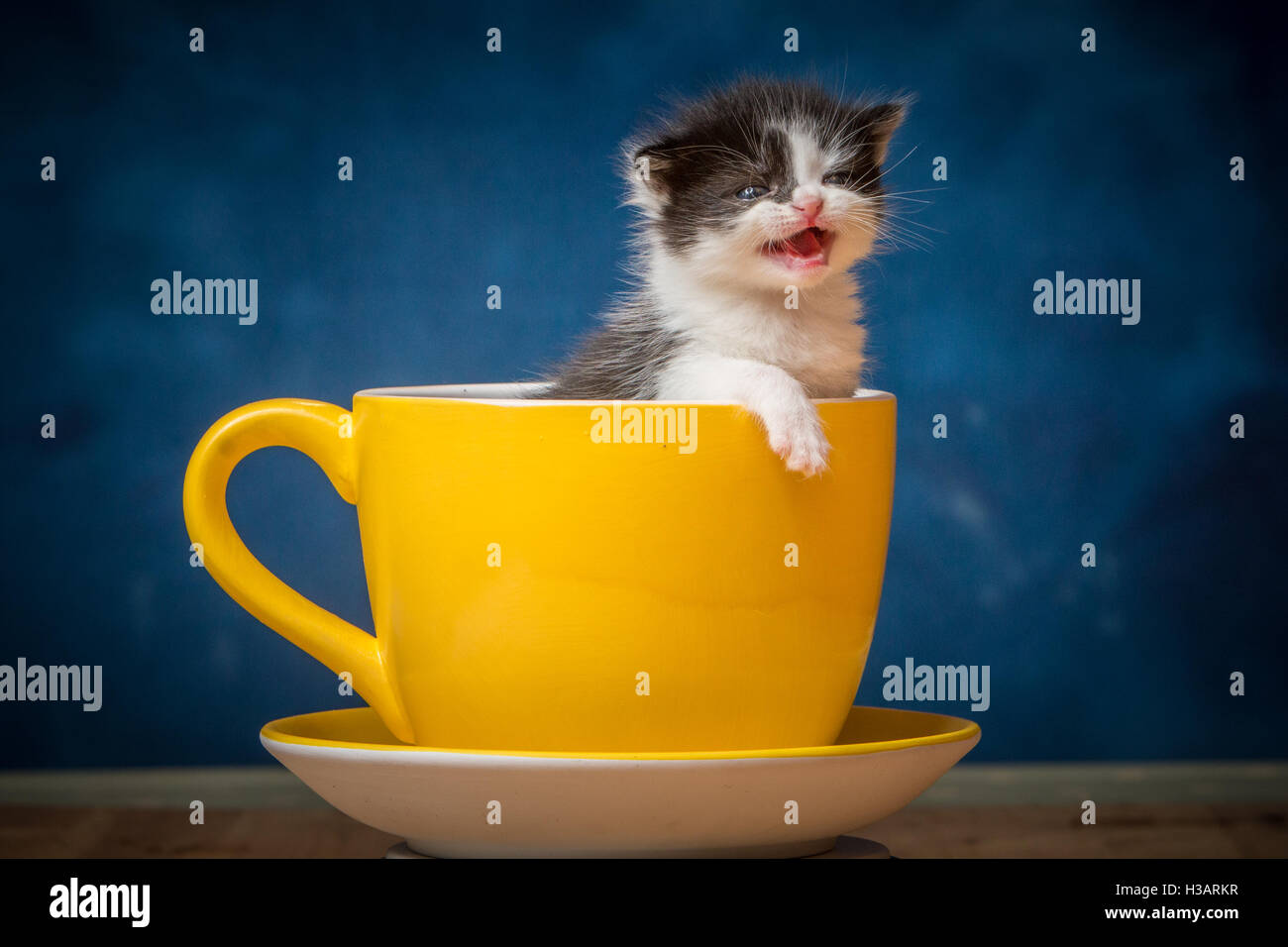 Cute Baby Kätzchen sucht Zuflucht in einem riesigen Kaffee Tasse Stockfoto