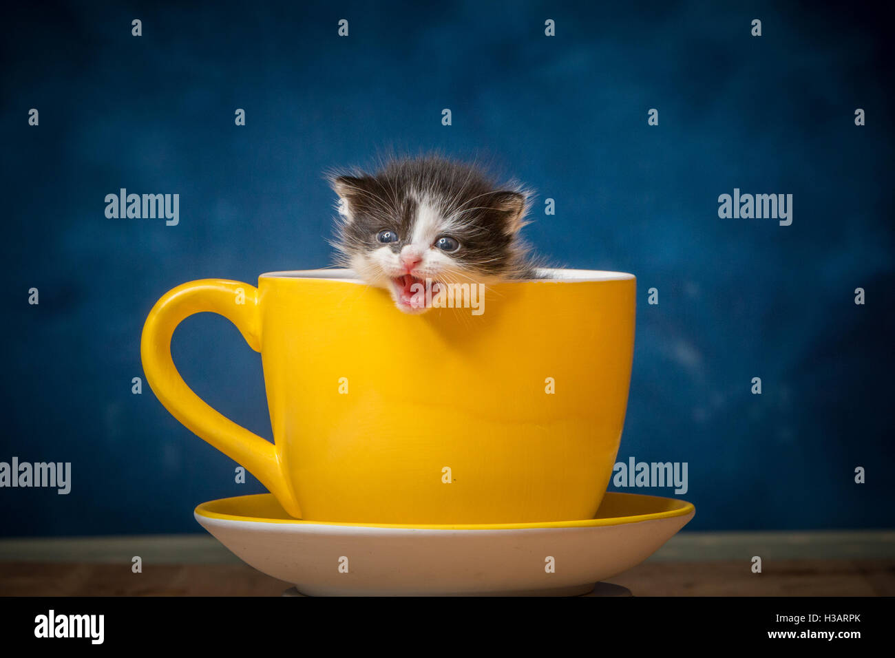 Cute Baby Kätzchen sucht Zuflucht in einem riesigen Kaffee Tasse Stockfoto