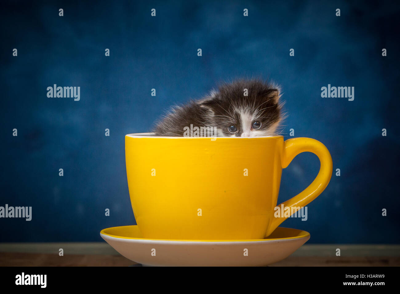 Cute Baby Kätzchen sucht Zuflucht in einem riesigen Kaffee Tasse Stockfoto