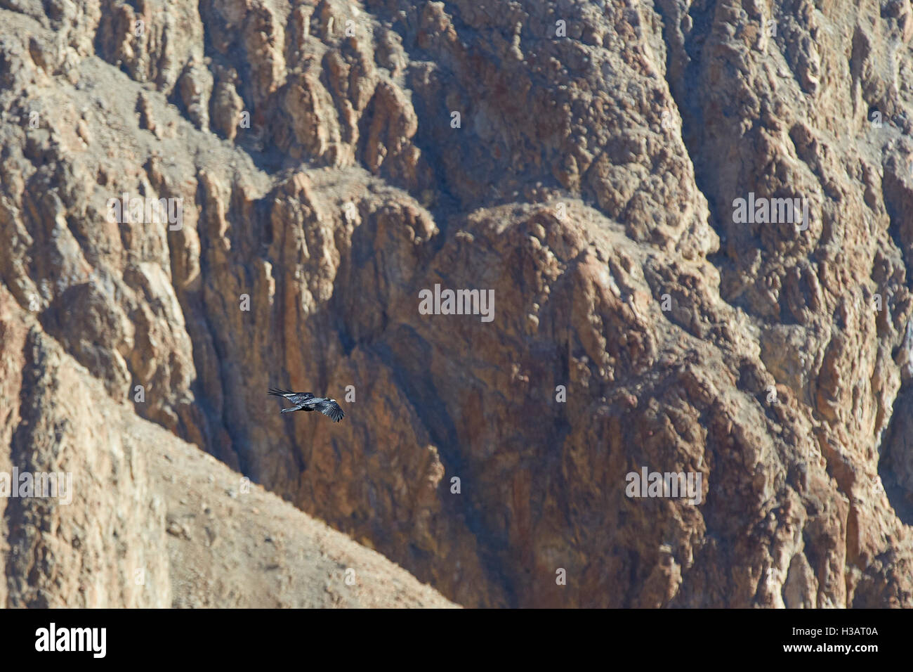 Ein Single Crow Flies über Rainbow Canyon In Death Valley Nationalpark. Stockfoto