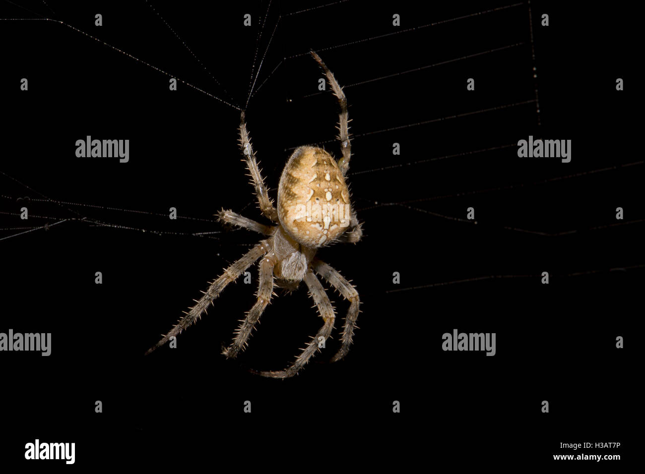 Ein Kreuz orbweaver Spider Stockfoto
