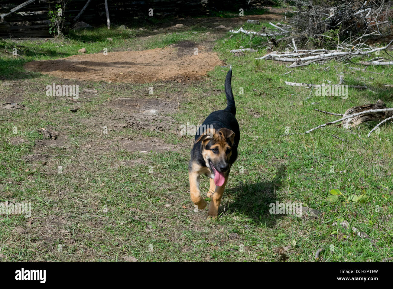 Buck auf ein Land gehen. Stockfoto