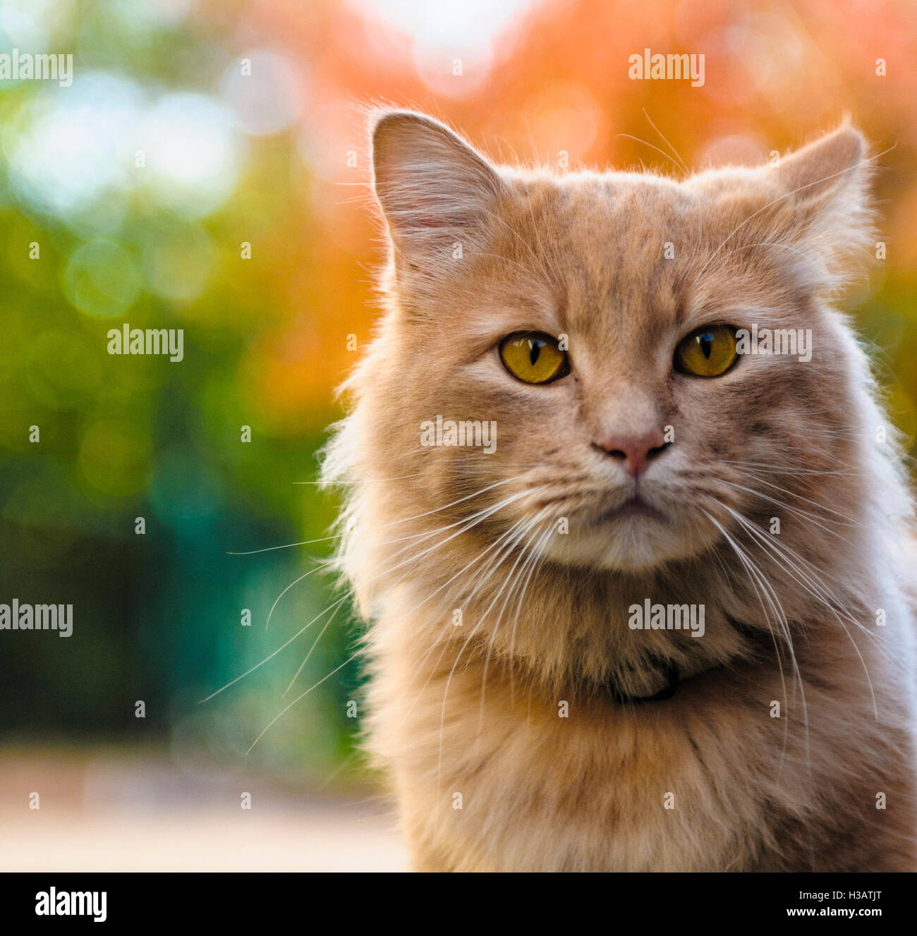 Eine rote Katze in einem Hof in Vicenza, Vneto, Italien Stockfoto