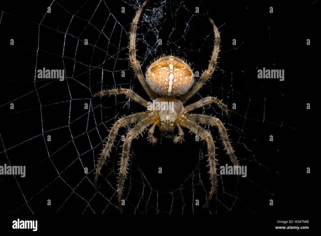 Kreuz orbweaver Spider Stockfoto