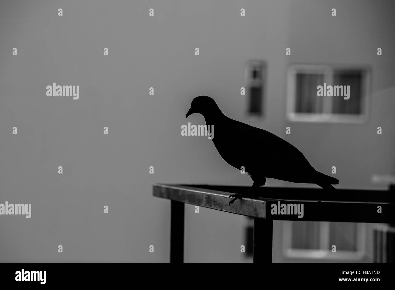 Silhouette einer Taube übersehen einen Balkon Stockfoto