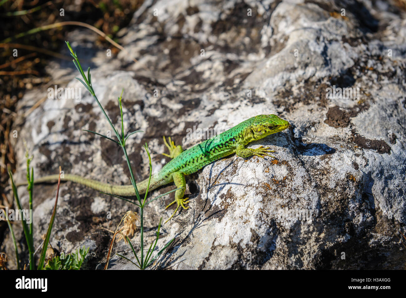 grüne Eidechse auf Stein Stockfoto
