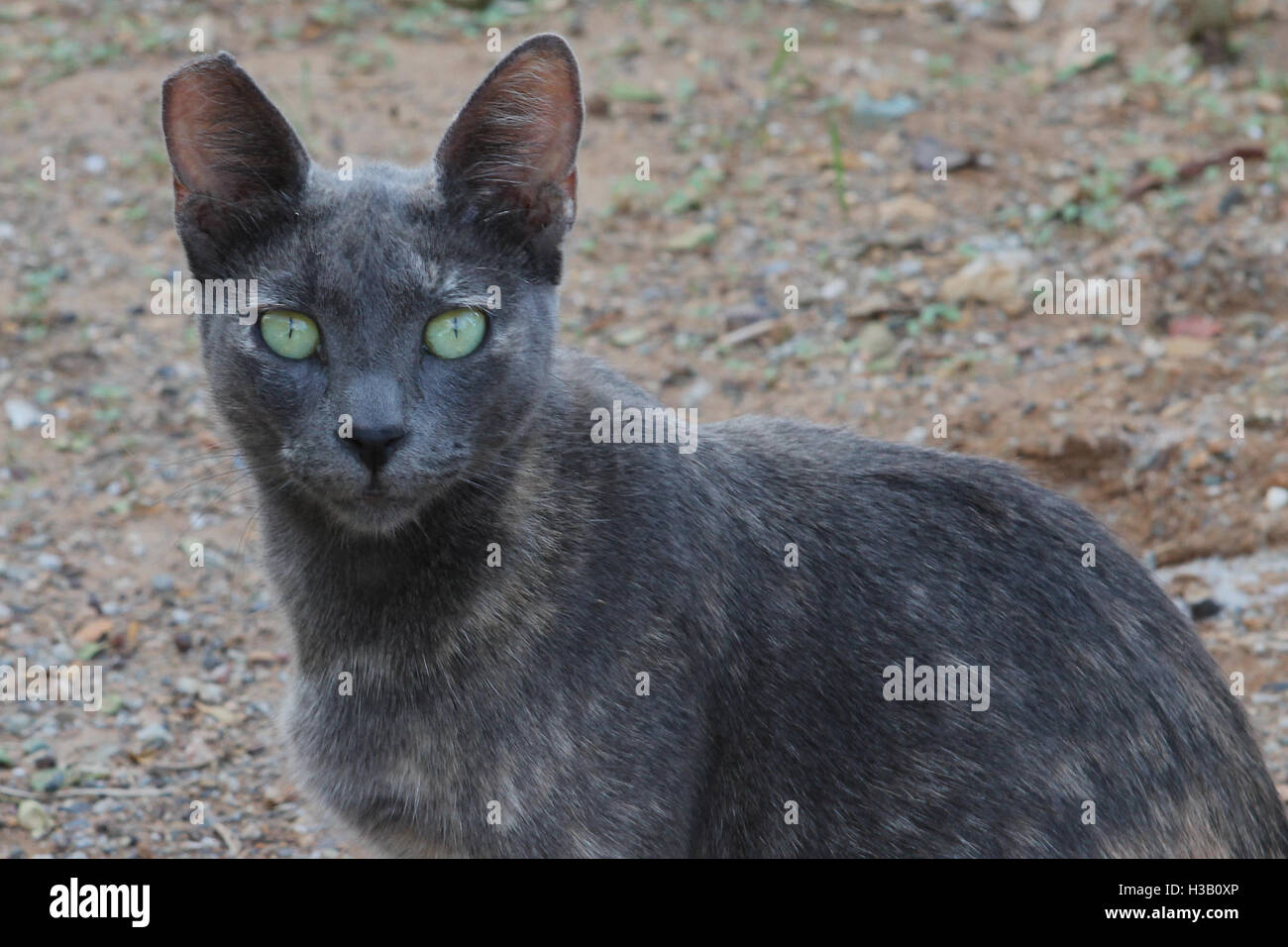 Eine grüne Augen griechischen Katze sieht in Stalida, Stalis-Kreta-Griechenland Stockfoto