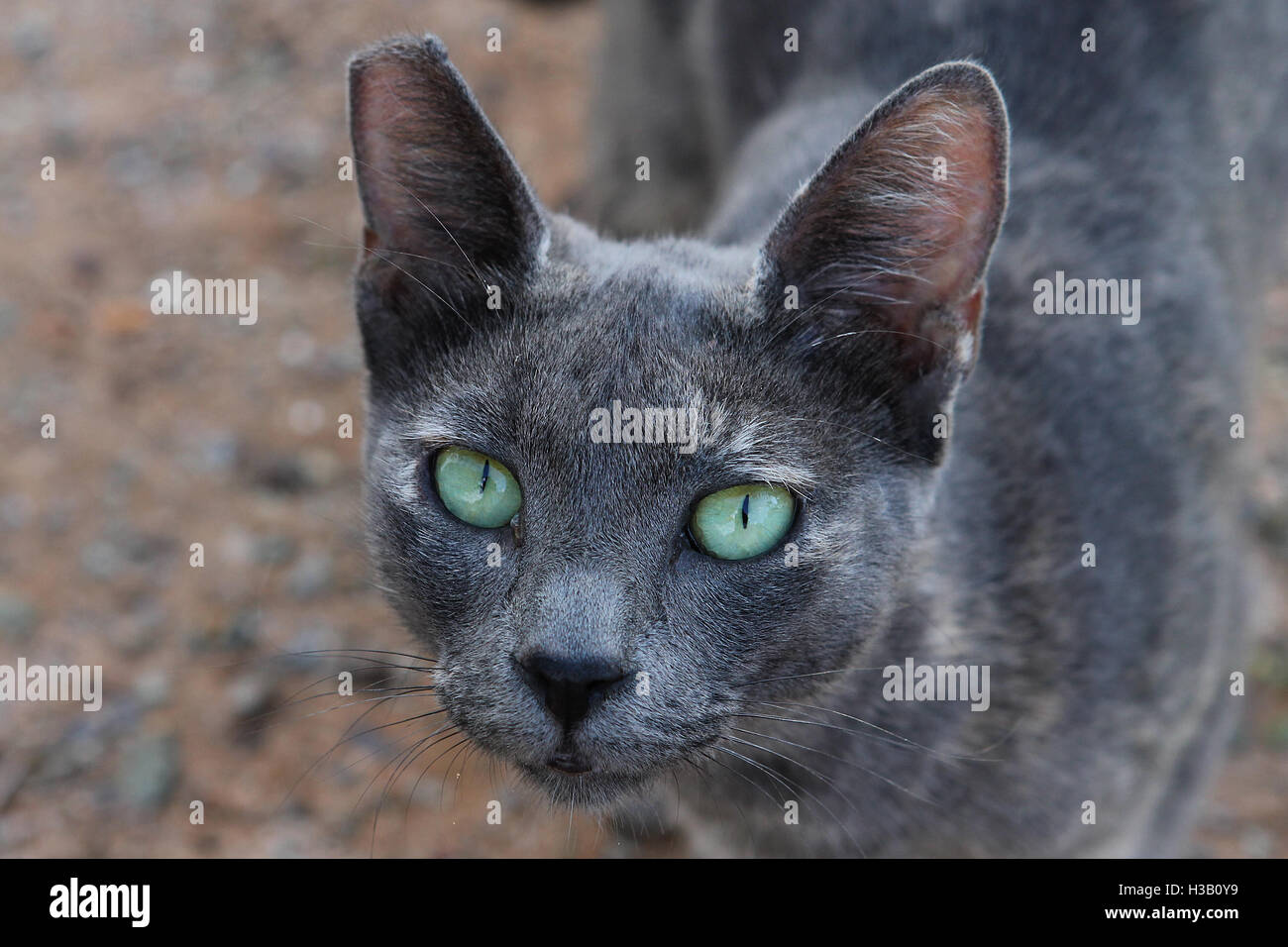 Eine grüne Augen griechischen Katze wird in Stalida, Stalis Kreta gesehen. Stockfoto
