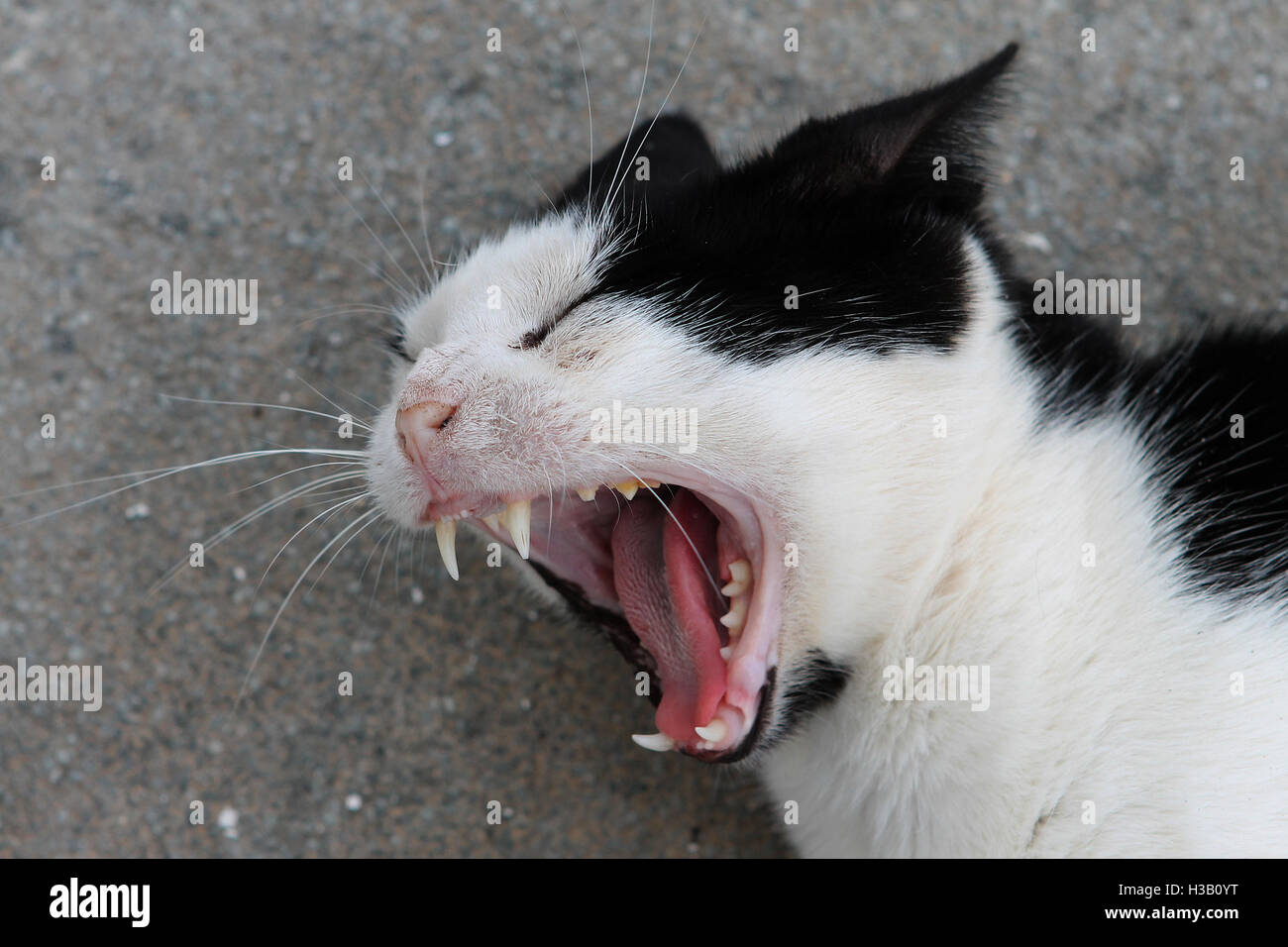 Ein Gähnen griechischen Katze sieht in Stalida, Stalis-Kreta-Griechenland Stockfoto