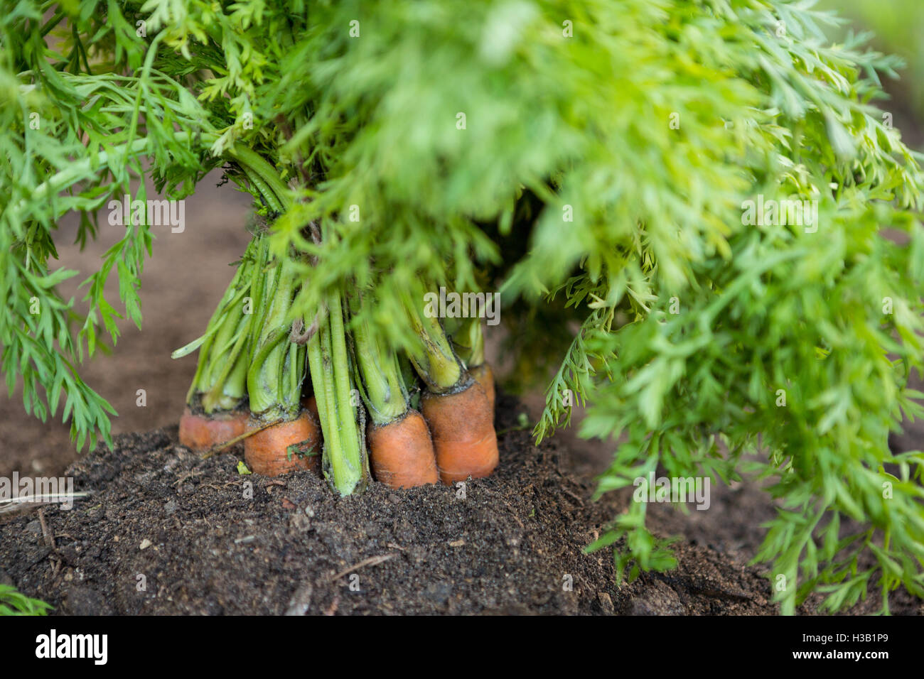 Nahaufnahme von Karotten Haufen im landwirtschaftlichen Betrieb Stockfoto