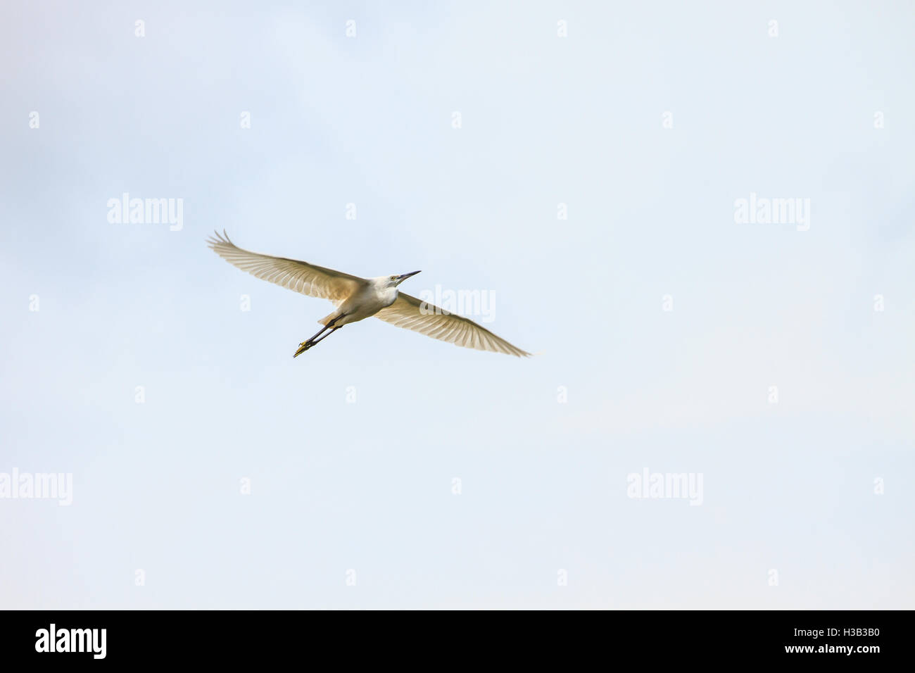 Großer Reiher fliegen in der Natur auf sky Stockfoto