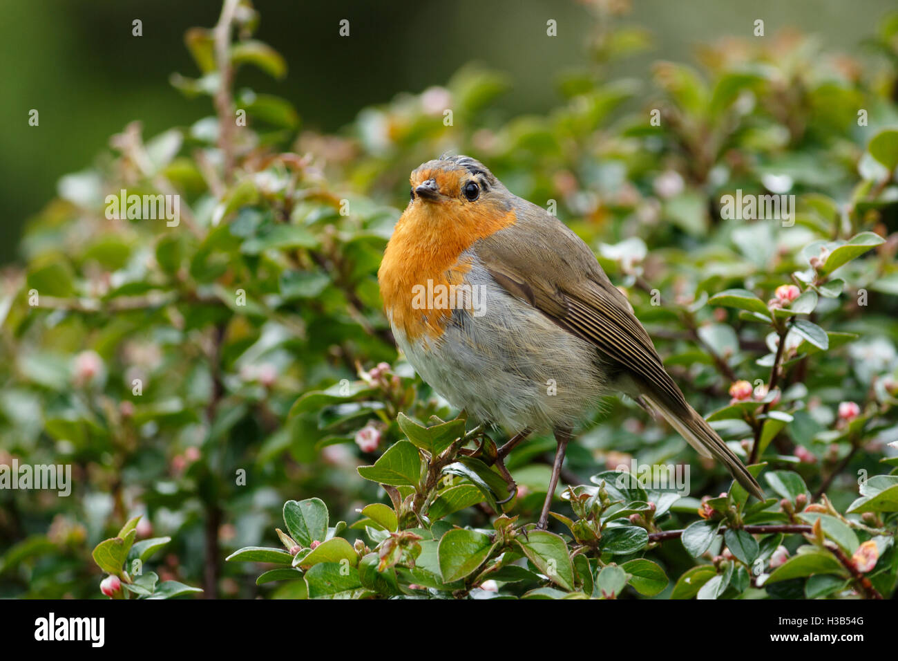 Wenig Robin Redbreast thront auf einem Busch Stockfoto