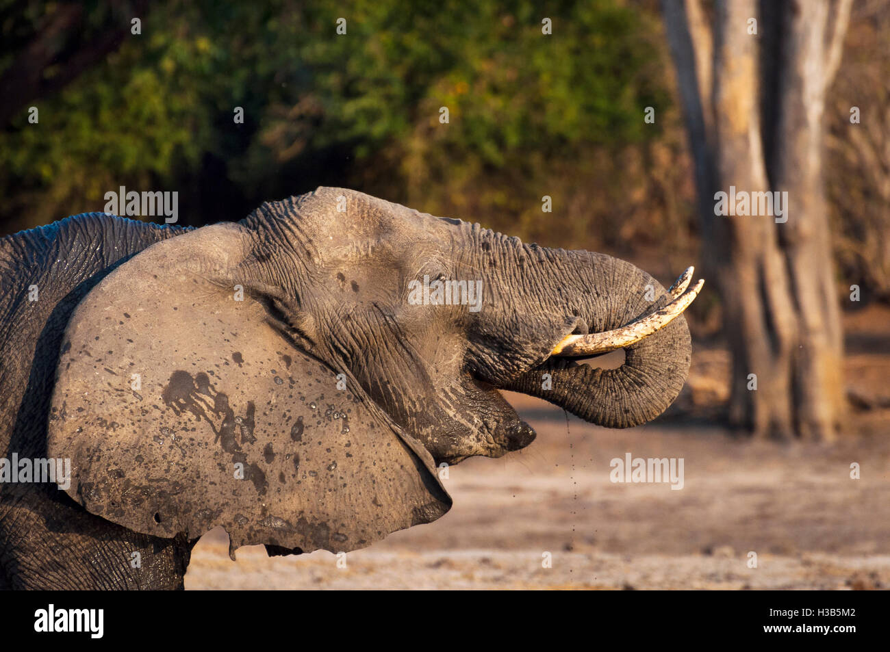 Elefant-Trinkwasser im Chobe Fluss Chobe Nationalpark in Botswana, Afrika Stockfoto