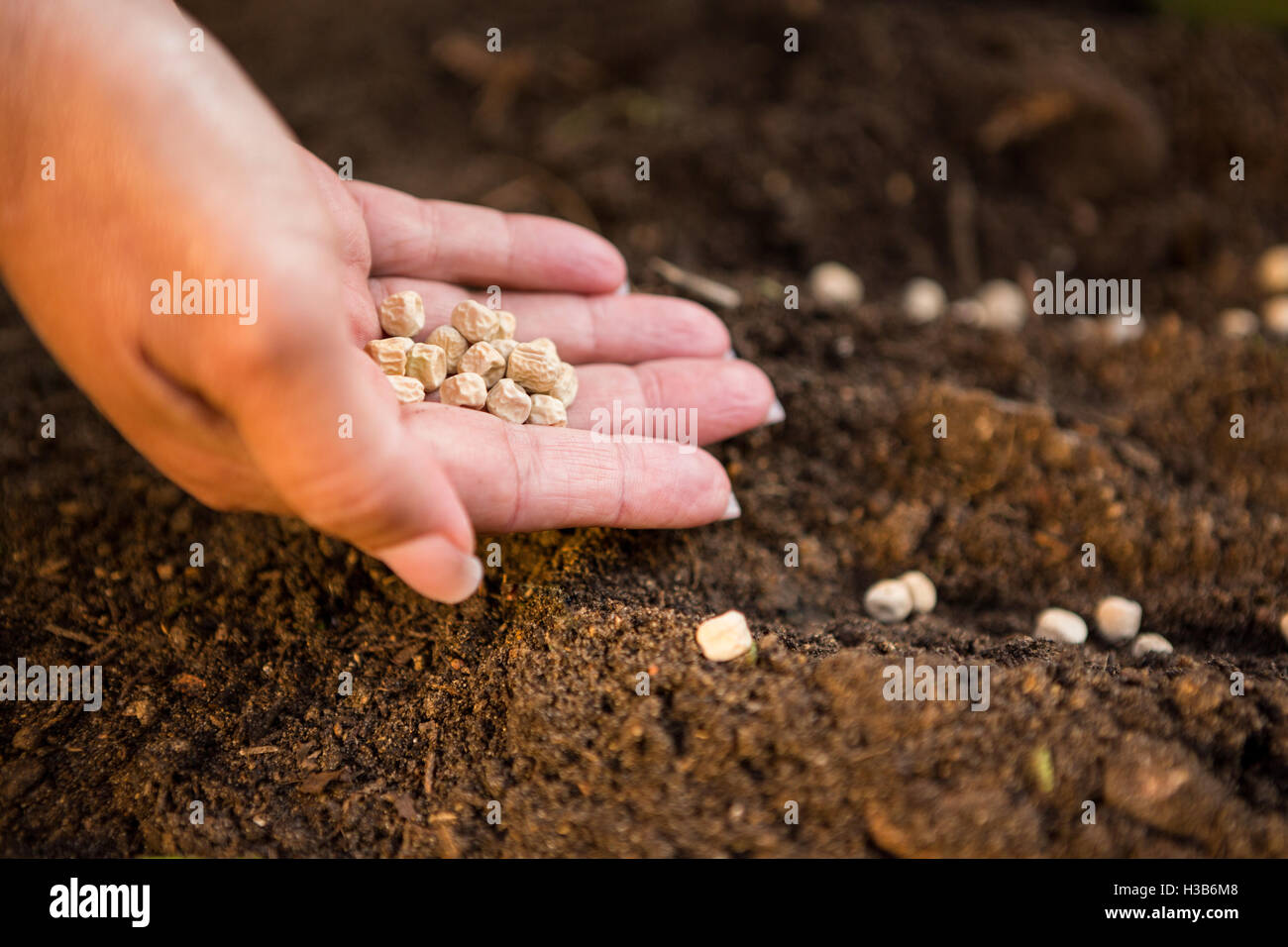 Gärtner Hand fallen Samen auf Schmutz im Garten beschnitten Stockfoto