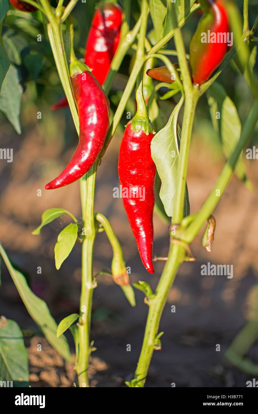 Paprika wächst in den organischen Gemüsegarten Stockfoto
