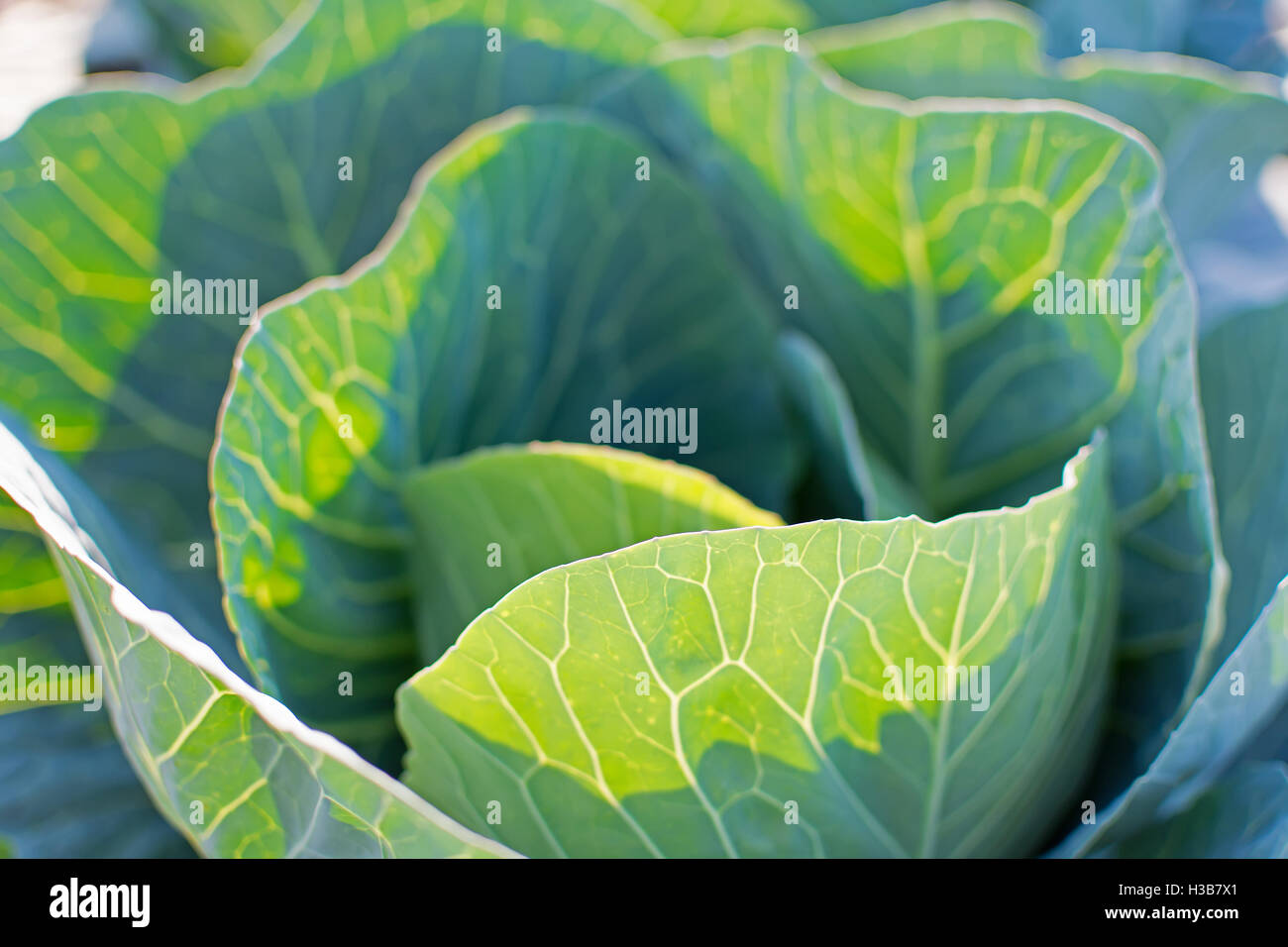 Frische Bio Grünkohl in den Gemüsegarten hautnah Stockfoto