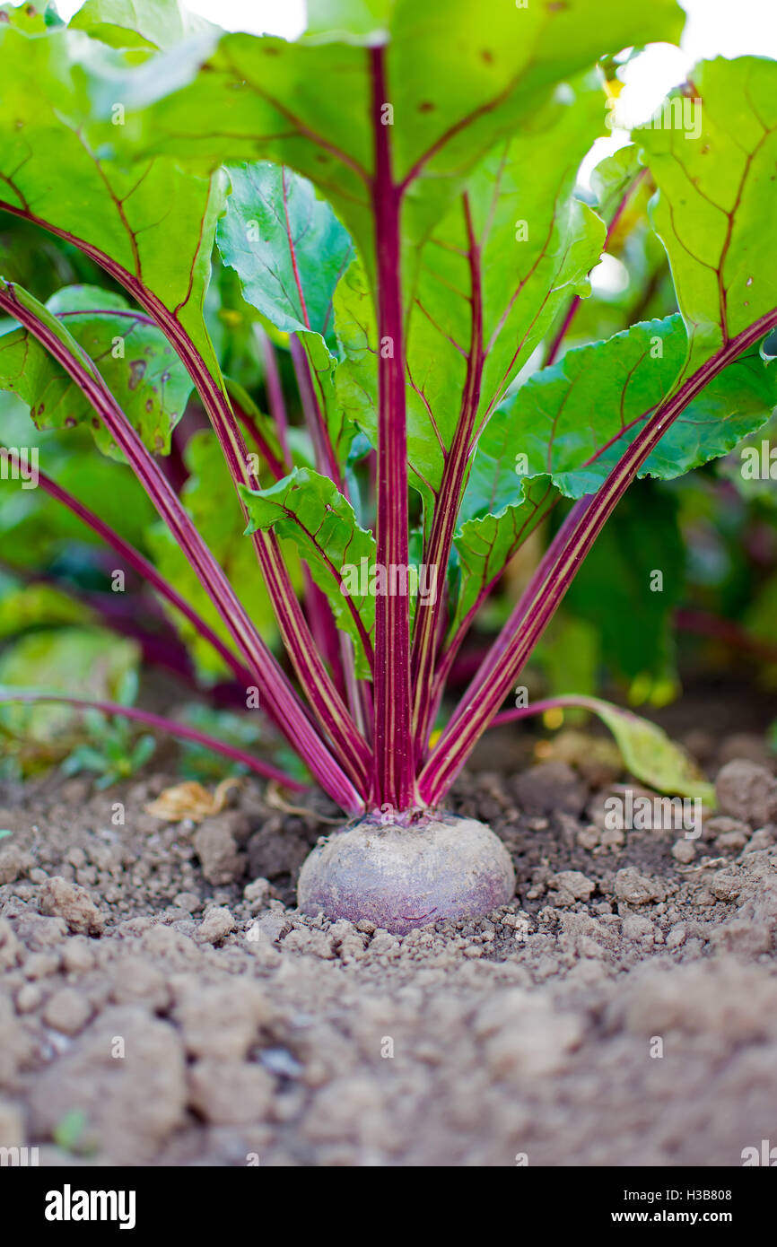Rübe im Boden Close Up. Bio rote Beete im Gemüsegarten. Stockfoto