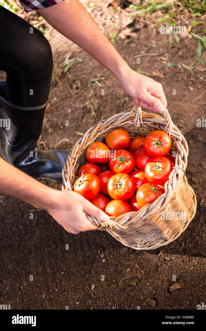 Erhöhte Ansicht der Gärtner halten Korb Tomaten im Garten Stockfoto