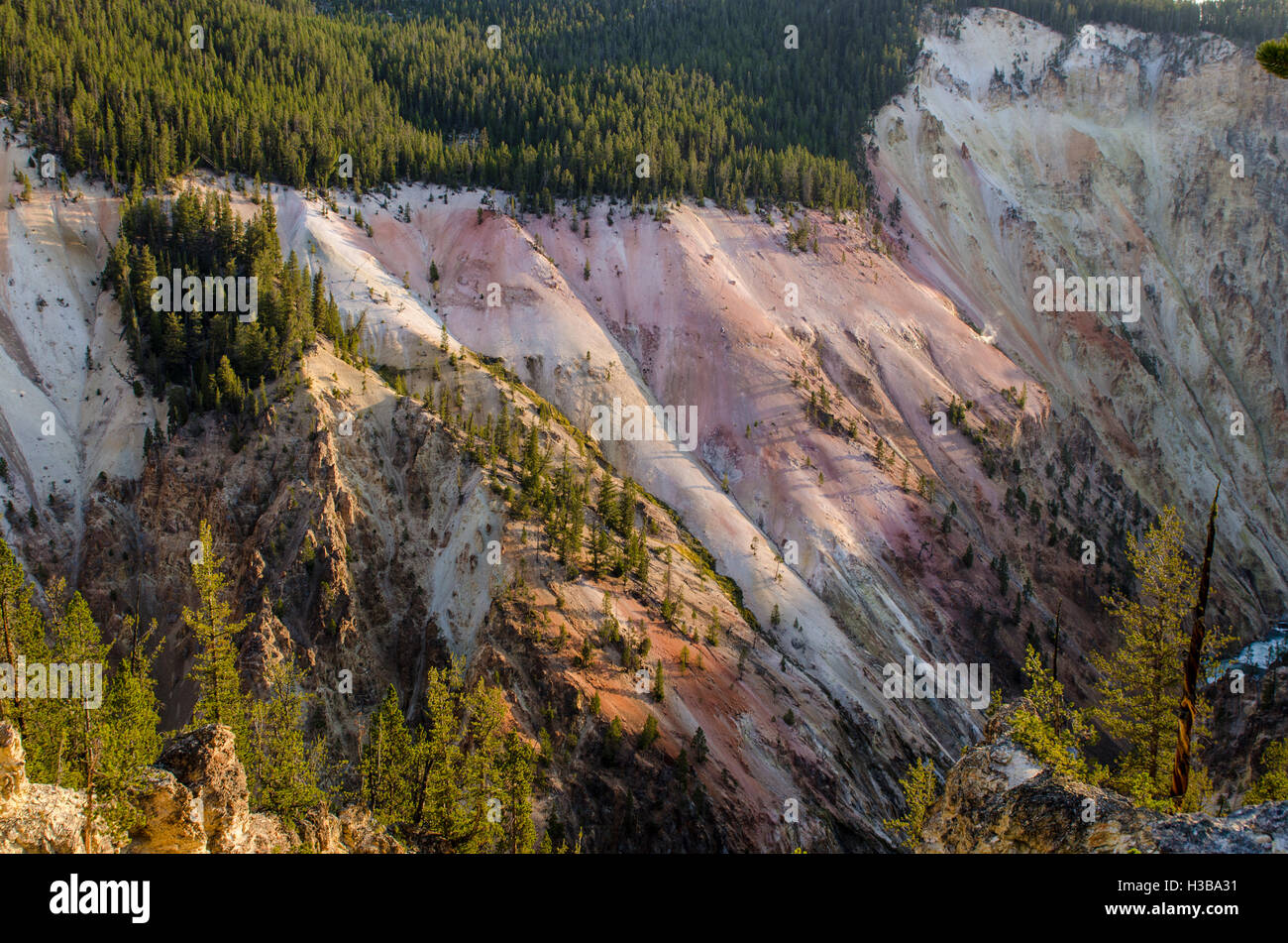 Geysir in der Grand Canyon von Yellowstone, Yellowstone-Nationalpark, Wyoming, USA. Stockfoto