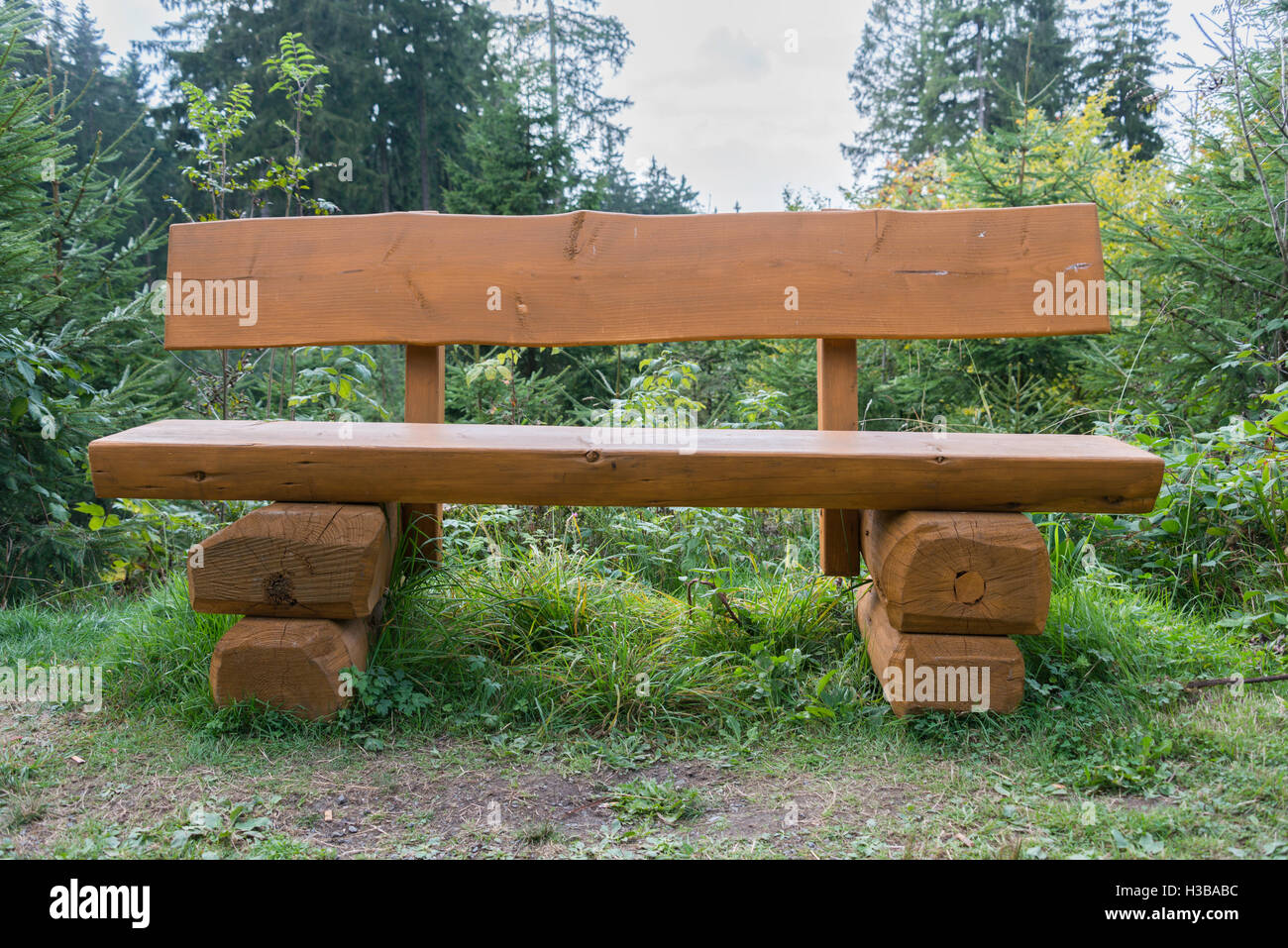 Holzbank im Wald mit grünen Bäumen Stockfoto