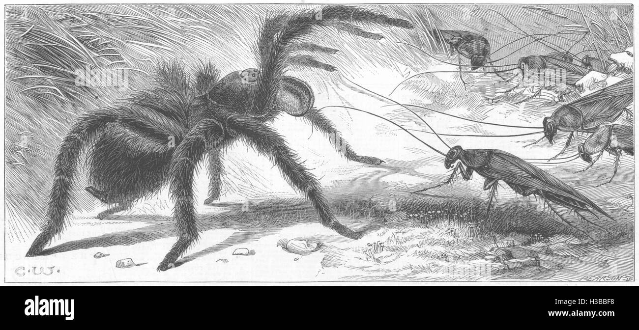 Die gigantische Maus-essen Insekten Spinne in den zoologischen Gärten 1880. Die Grafik Stockfoto