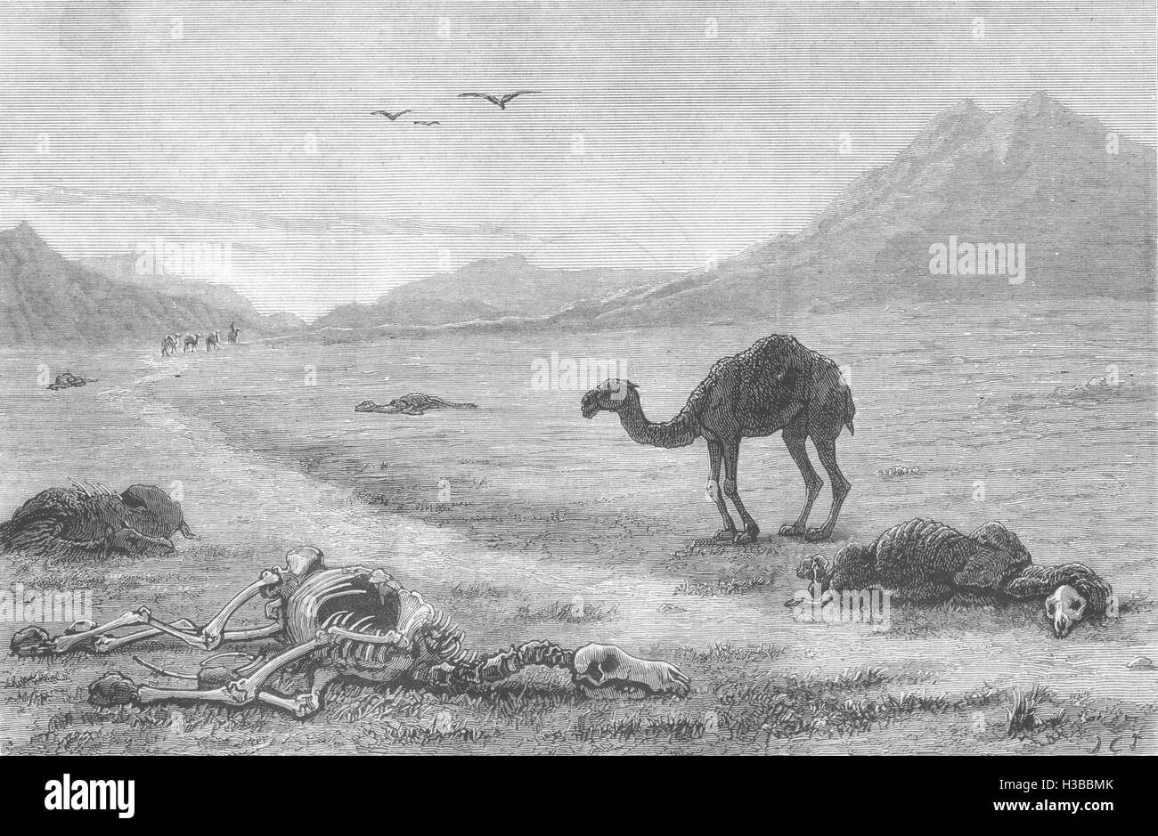 AFGHANISTAN-Links zu sterben-ein Vorfall in der Afghanistan-Krieg. Kamele 1880. Die Grafik Stockfoto