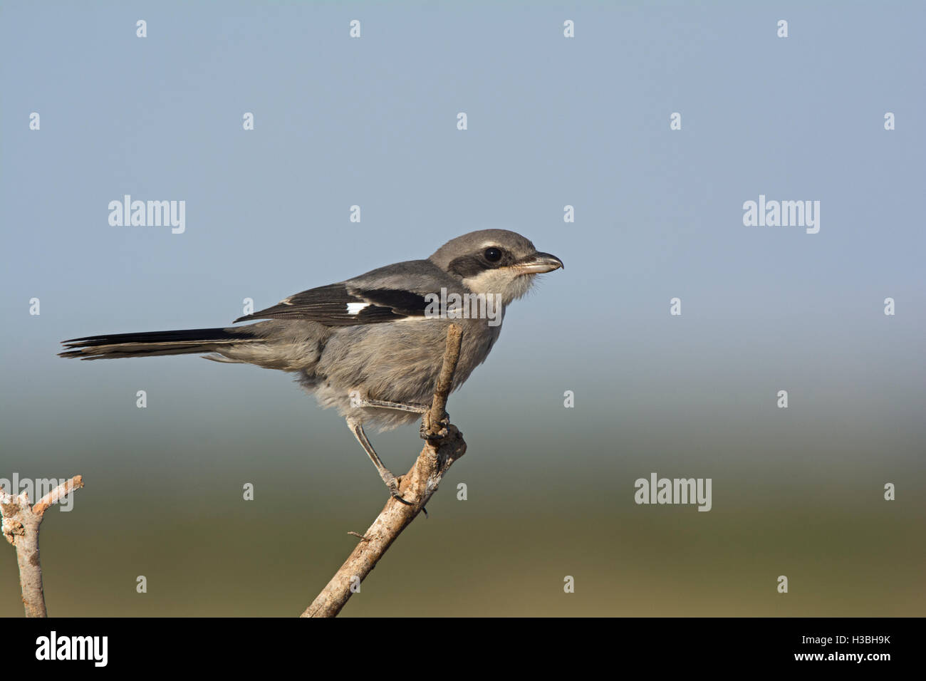 Südlichen graues Shrike Belchite Spanien Juli Stockfoto