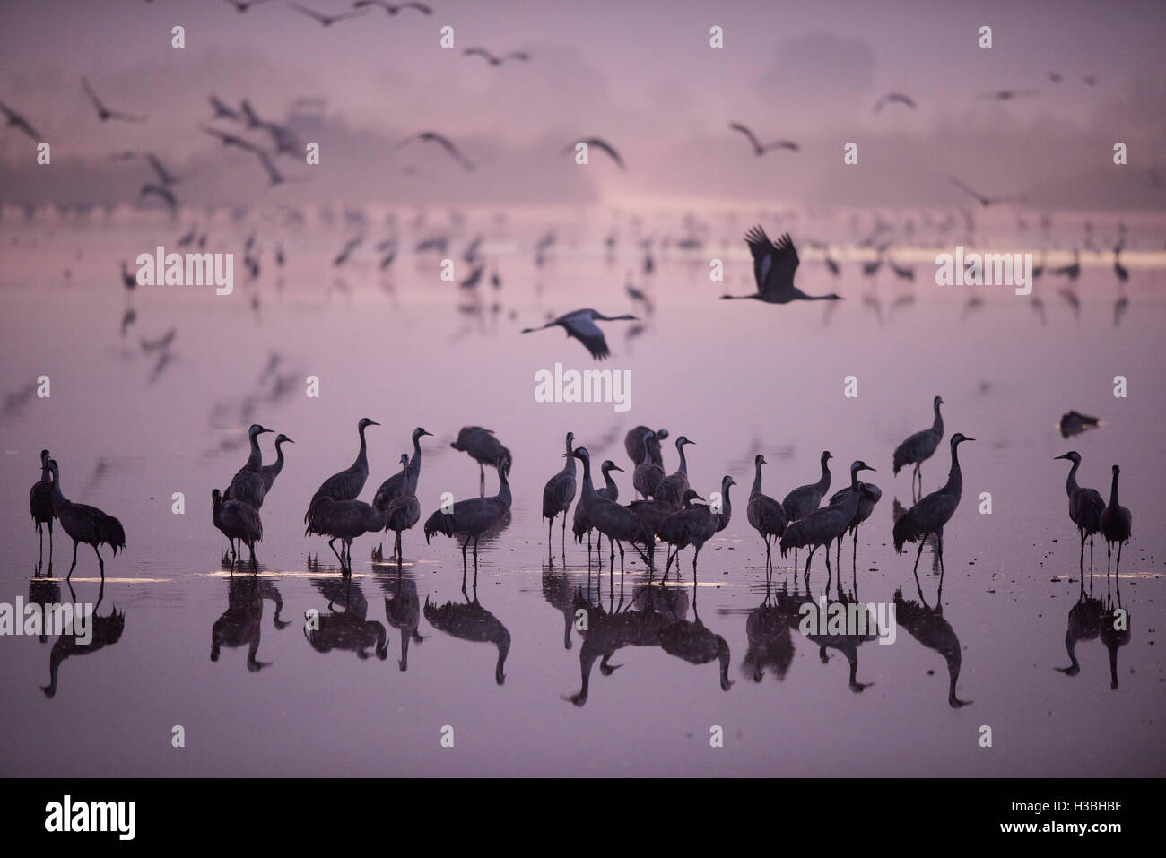 Gemeinsamen Kraniche Grus Grus, bei Dämmerung allmählich verlassen über Nacht Roost auf See. Hula-Israel Stockfoto