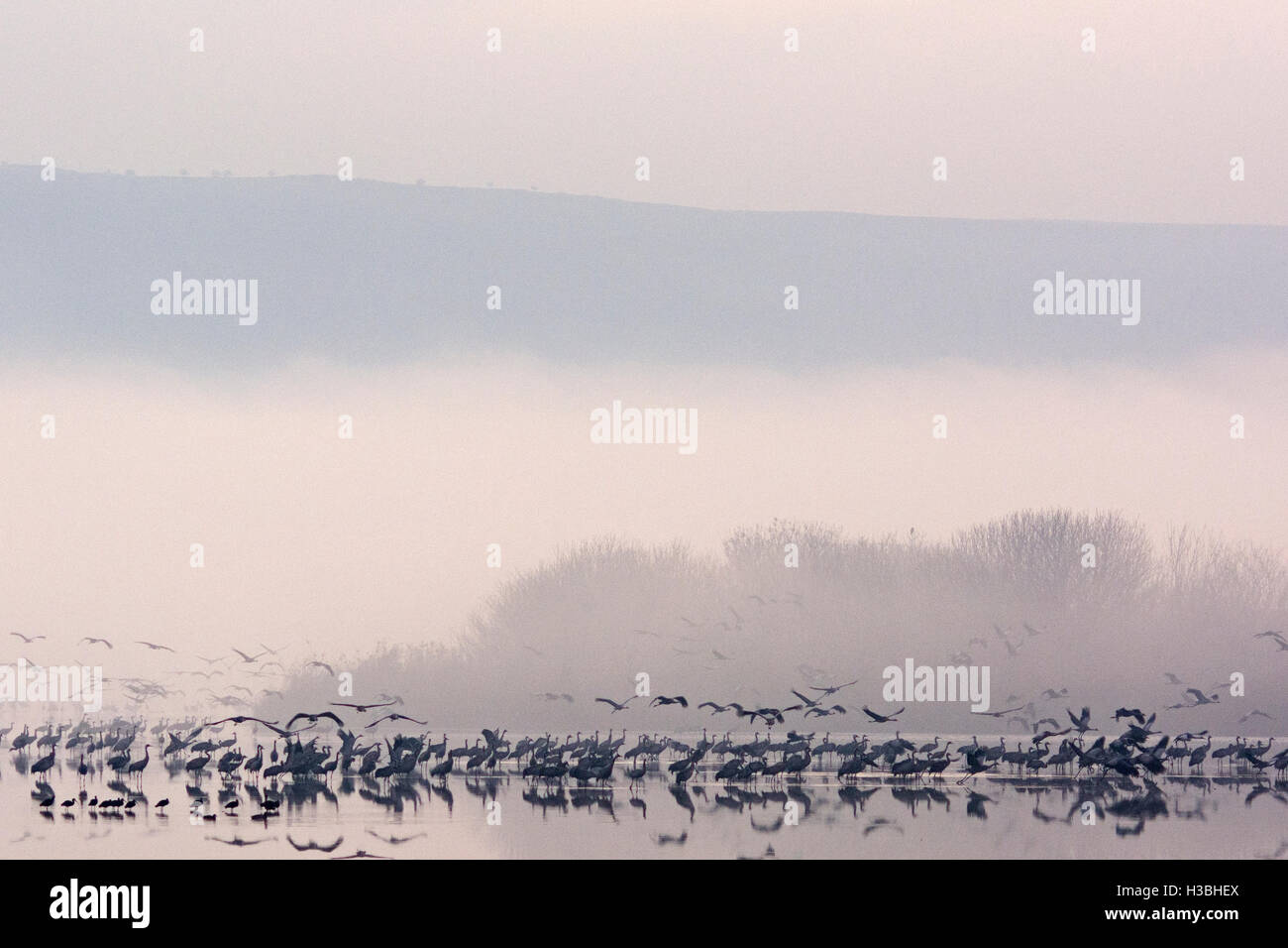 Kraniche bei Nacht Roost im Morgengrauen, Grus Grus, Überwinterung im Hula Lake Park, im hebräischen bekannt als Agamon HaHula in der Stockfoto