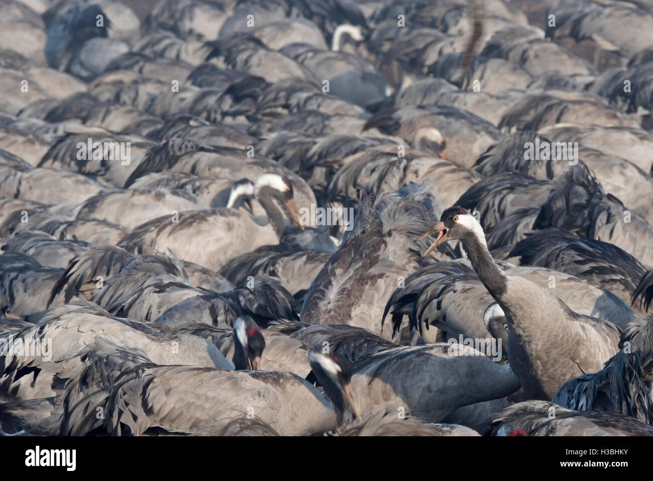 Kraniche, Grus Grus, Überwinterung im Hula Lake Park, im hebräischen bekannt als Agamon HaHula in Nordisrael das Hula-Tal. Stockfoto