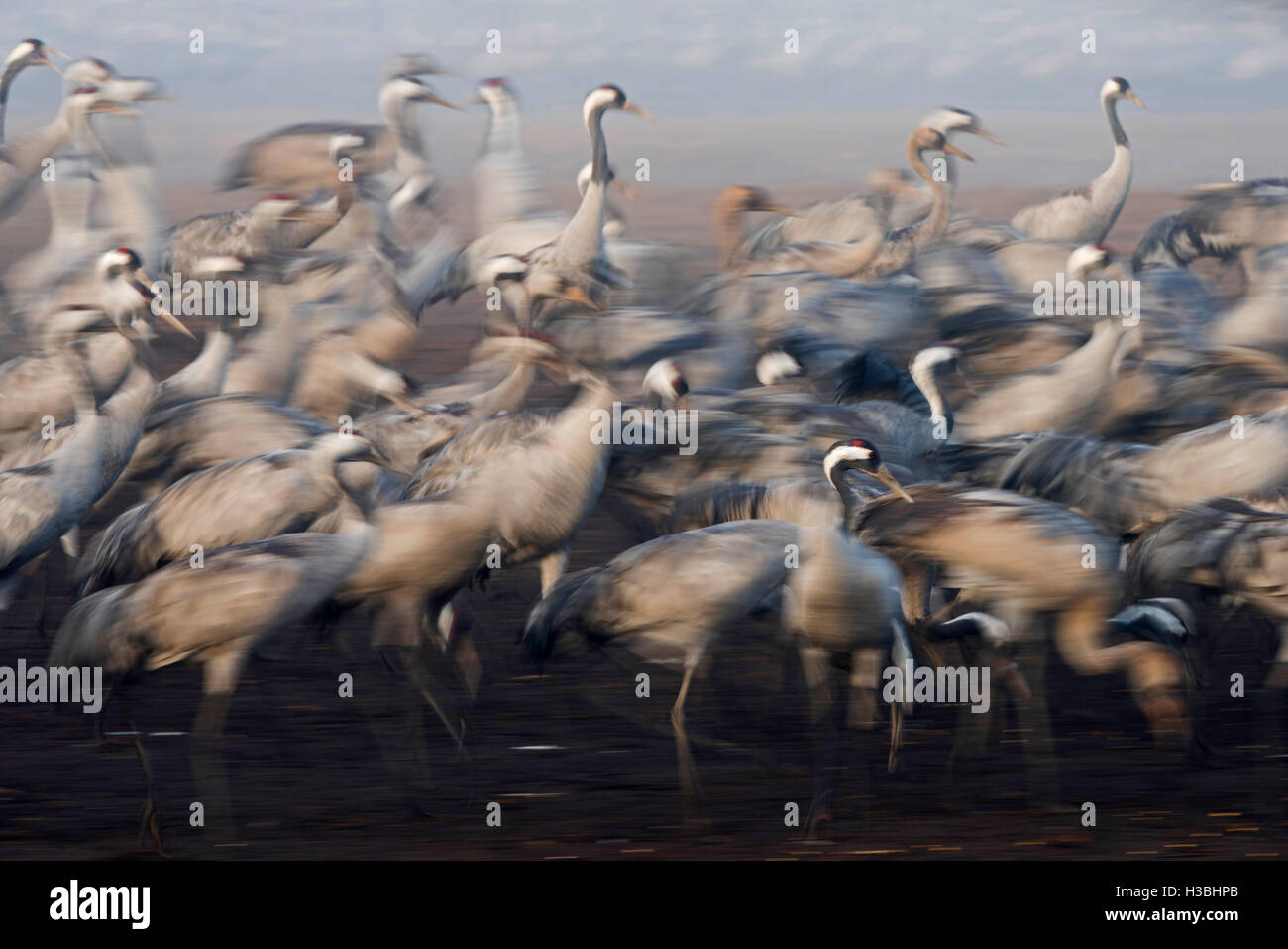 Kraniche, Grus Grus, Überwinterung im Hula Lake Park, im hebräischen bekannt als Agamon HaHula in Nordisrael das Hula-Tal. Stockfoto