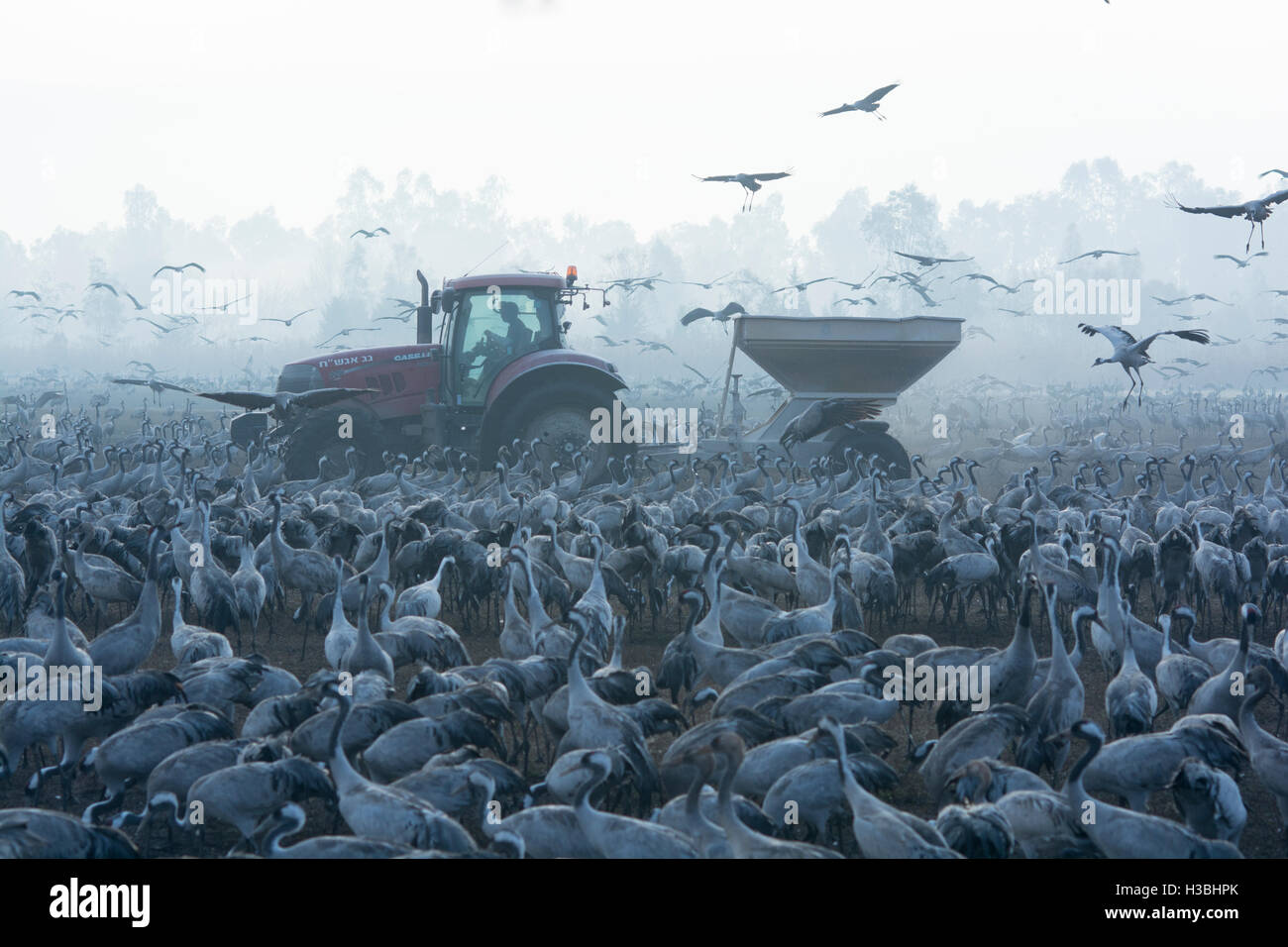 Farmer, die Verbreitung von Mais für Kraniche Grus Grus, Überwinterung bei der Hula Lake Park, Israel Stockfoto