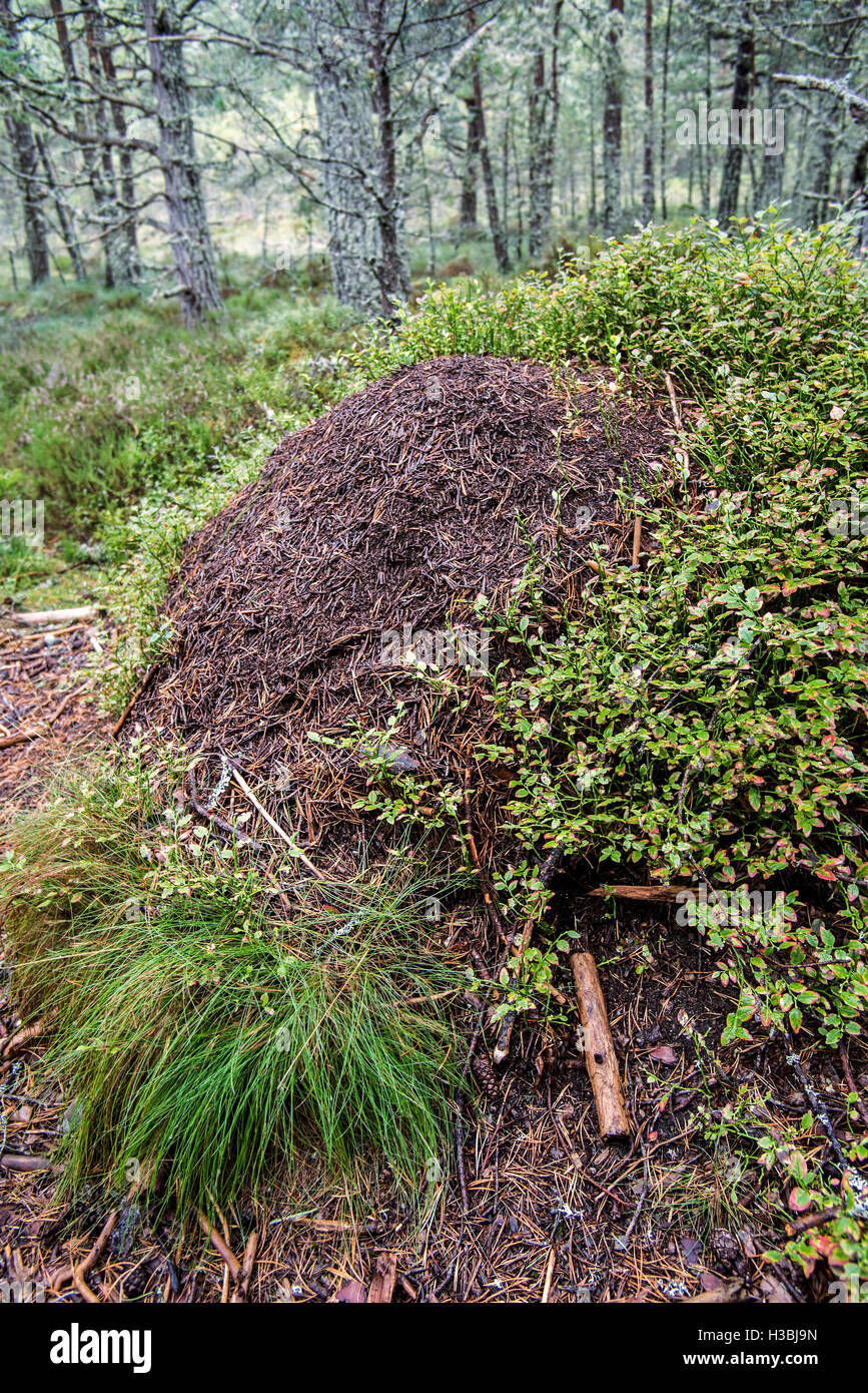 Alten verwilderten Ameisenhaufen von roten Ameisen Holz / Pferd Ameisen (Formica Rufa) machte der Nadeln im Wald Stockfoto