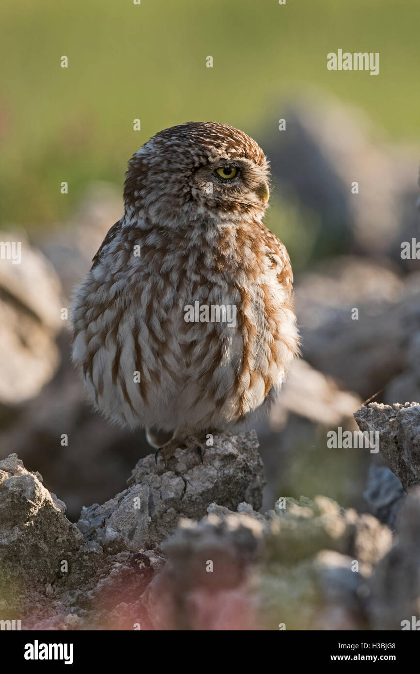 Steinkauz Athene Noctua Montgai Spanien April Stockfoto