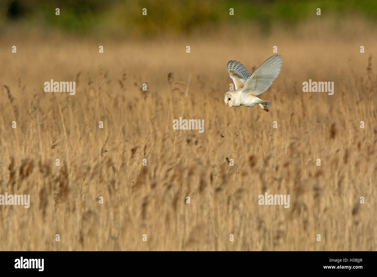 Schleiereule Tyto Alba, Männlich, die Jagd auf Cley NWT Reserve North Norfolk Mai Stockfoto