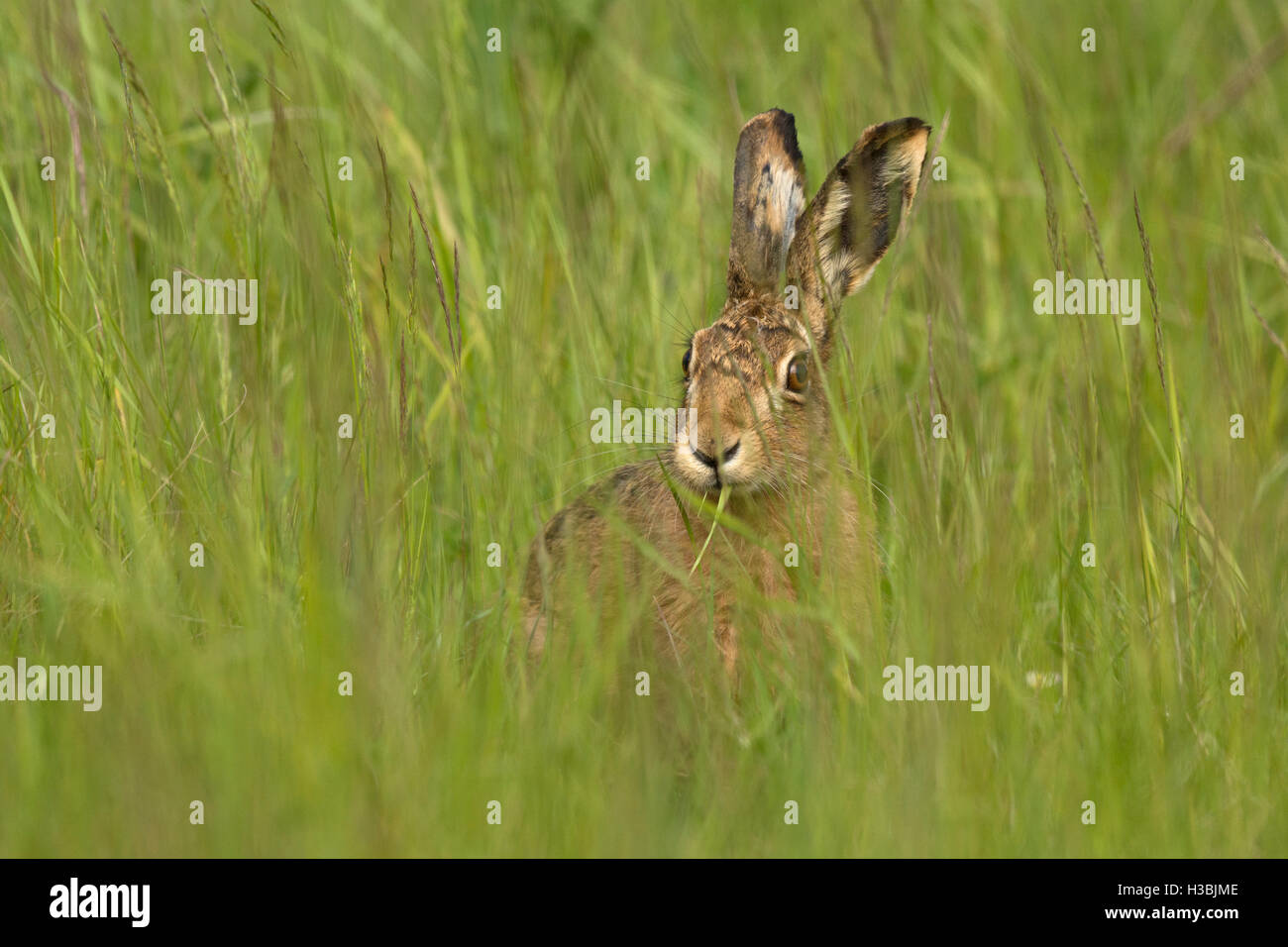 Brauner Hase Lepus Europaeus auf Wiese im Sommer North Norfolk Stockfoto