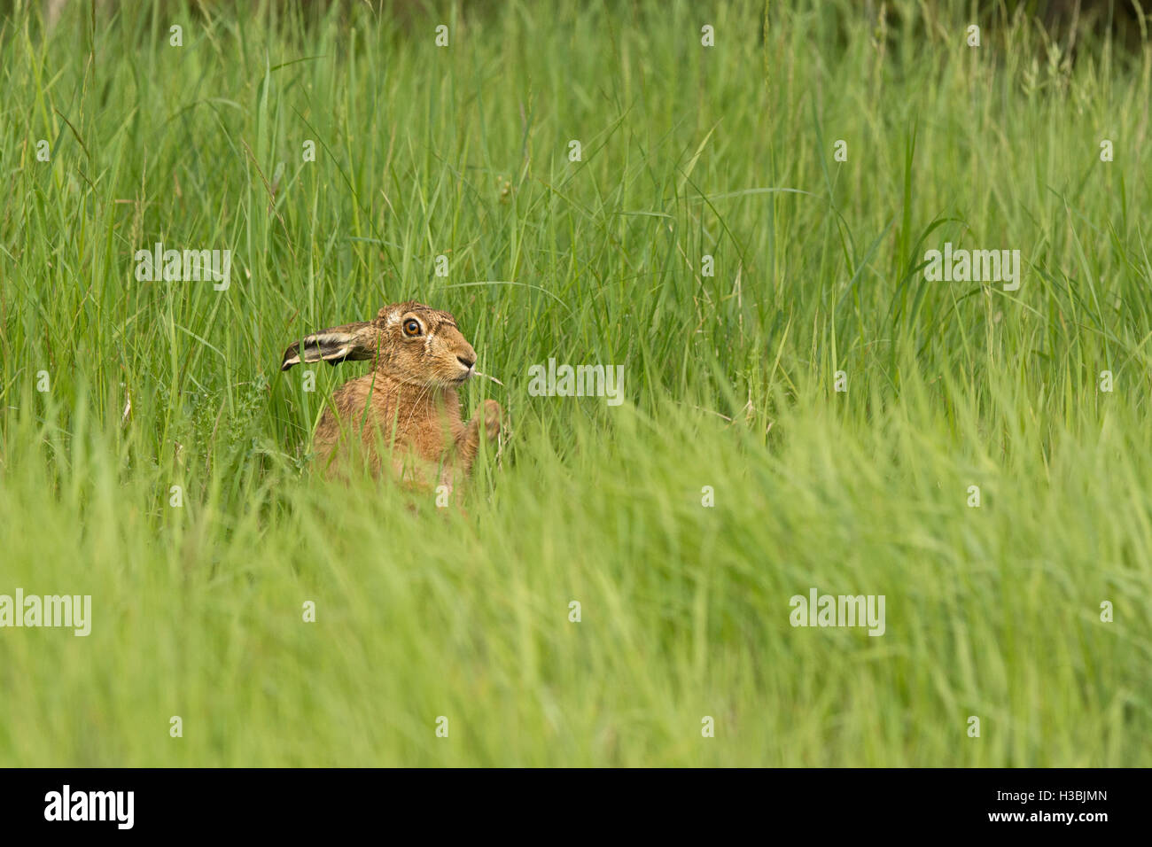 Brauner Hase Lepus Europaeus auf Wiese im Sommer North Norfolk Stockfoto