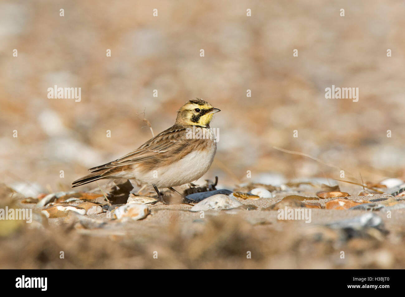 Shorelark Eremophila Alpestris am Strand Burnham Overy Norfolk winter Stockfoto