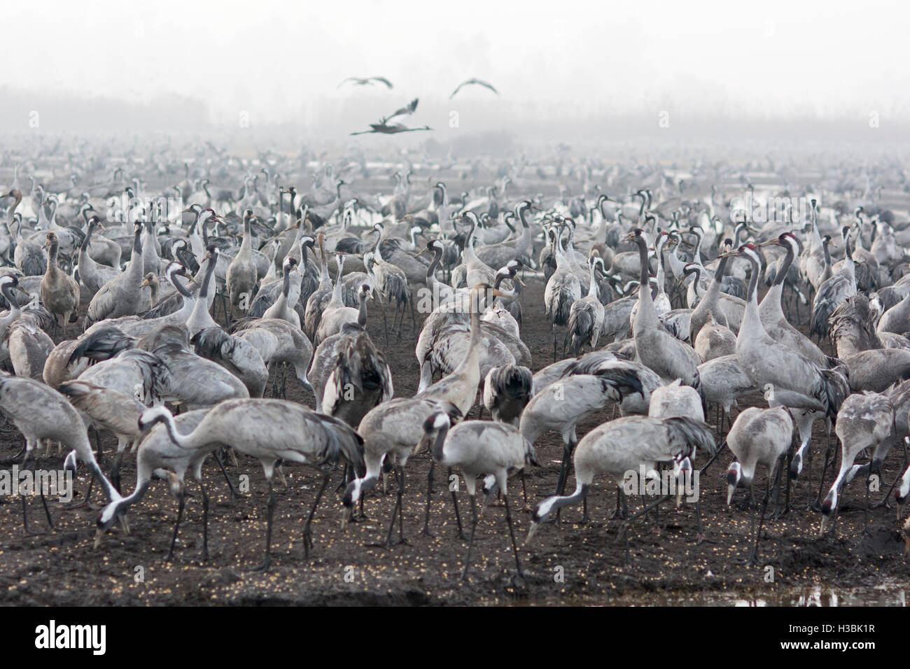 Kraniche, Grus Grus, Überwinterung im Hula Lake Park, im hebräischen bekannt als Agamon HaHula in Nordisrael das Hula-Tal. Stockfoto