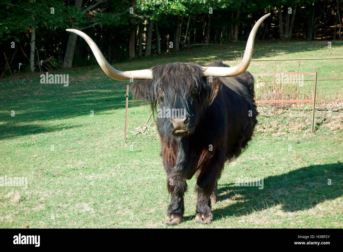 Schottischen Highlands Black Bull Kuh Kühe mit langen Hörnern Stockfoto