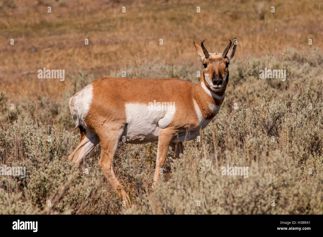 Gabelbock (Antilocapra Americana) in Lamar Valley, Yellowstone-Nationalpark, Wyoming, USA. Stockfoto