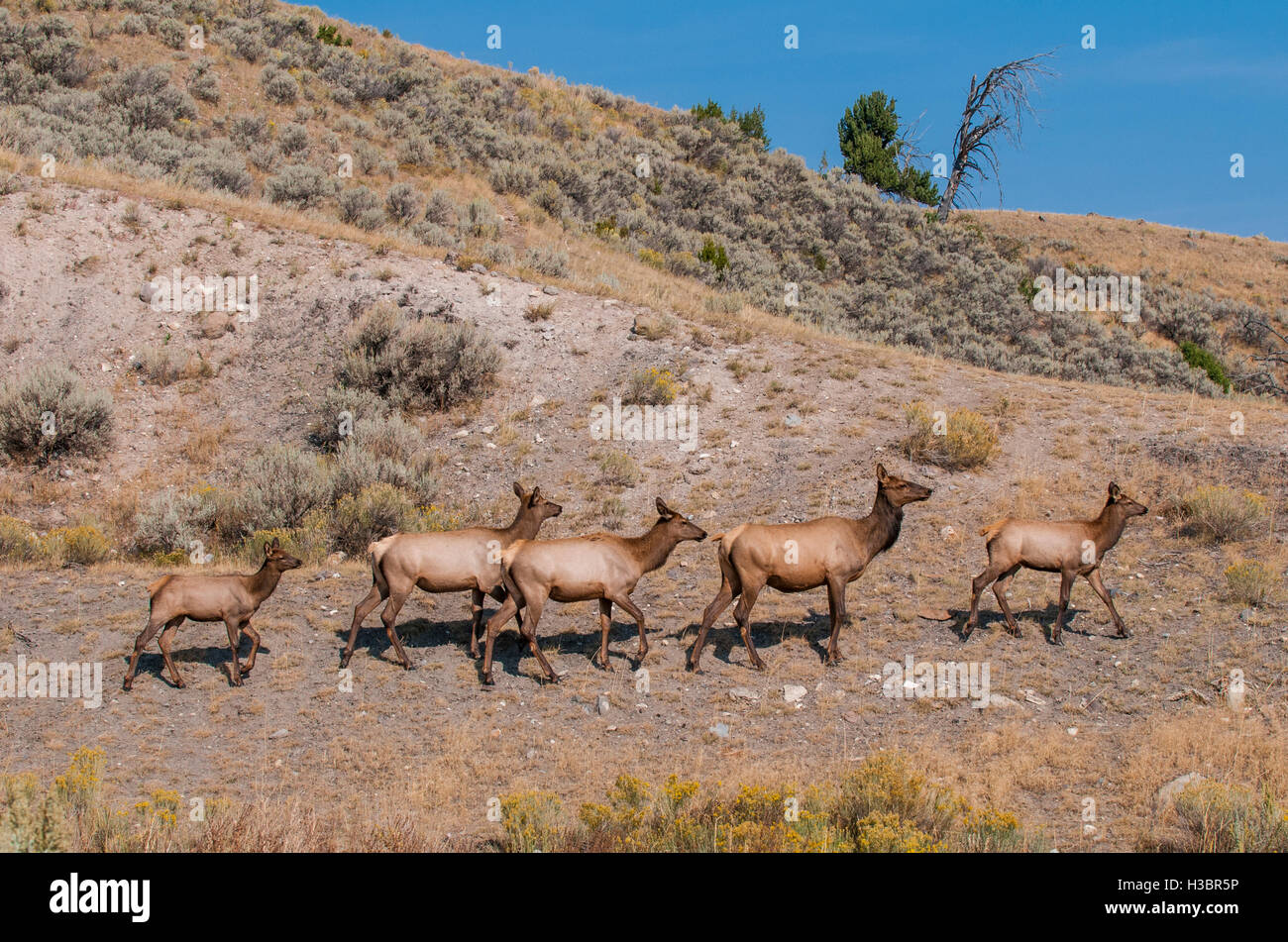 Elche (Cervus Canadensis) Herde in der Nähe von Indian Creek, Yellowstone-Nationalpark, Wyoming, USA. Stockfoto