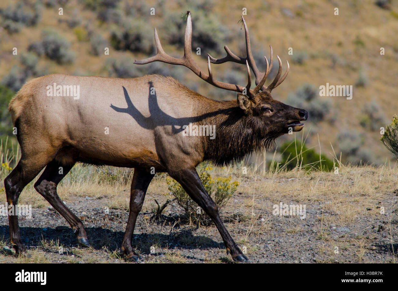 Elche (Cervus Canadensis) in der Nähe von Indian Creek, Yellowstone-Nationalpark, Wyoming, USA. Stockfoto